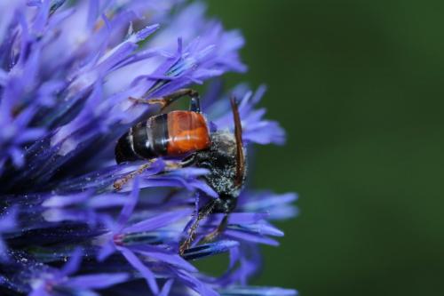 Tachytes panzeri